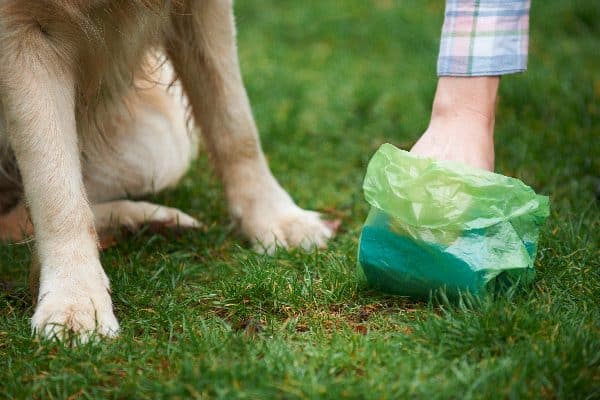 A human picking up dog poop.