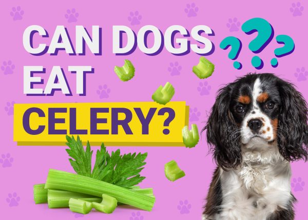 Can Dogs Eat Celery