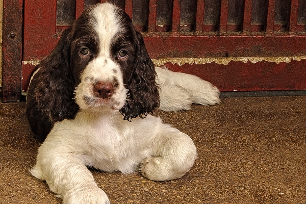 English Springer Spaniel.