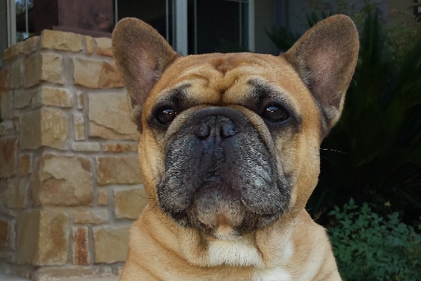 French Bulldog.