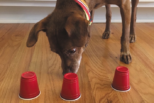 3-indoor-dog-games-to-play-when-you-re-stuck-inside