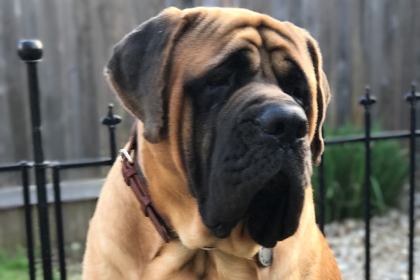 Mastiff.