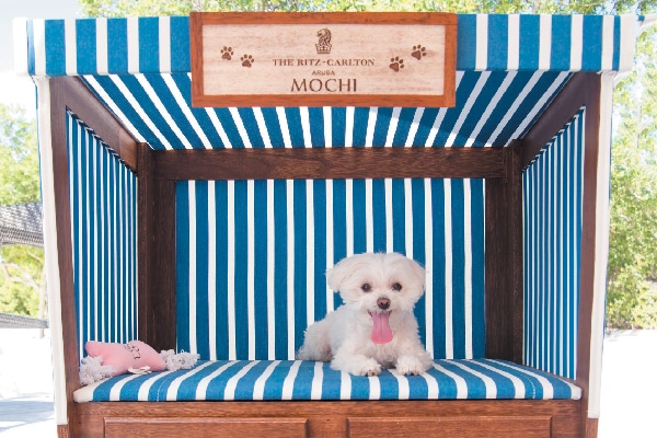 Mochi lounges on the beach in her very own cabana, where she got to eat, drink and bark at lizards.