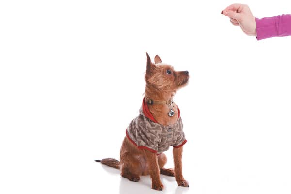 Person holding out a treat, trying to train a dog.