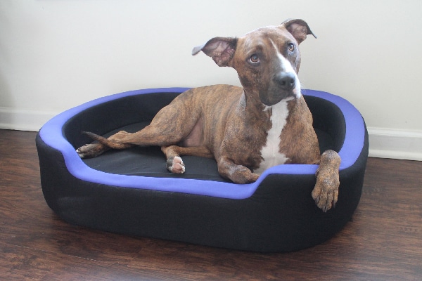 Petrics is a Smart Bed for dogs.