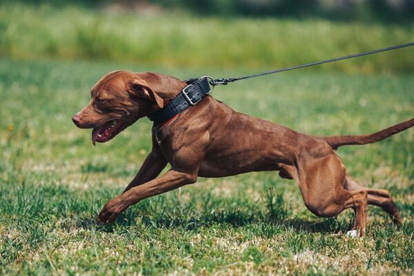Pitbull Dog pulling on the leash