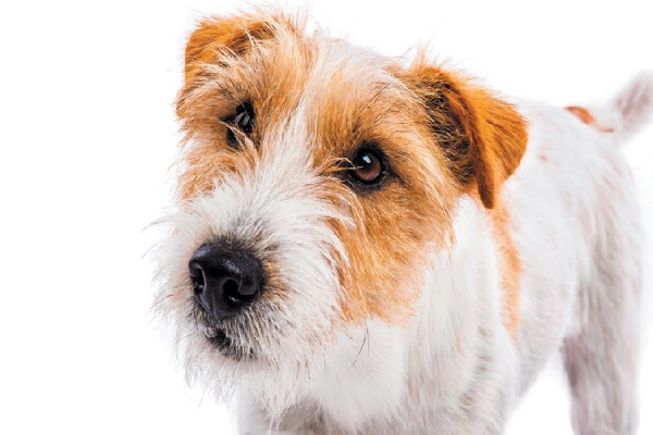 russell type terrier