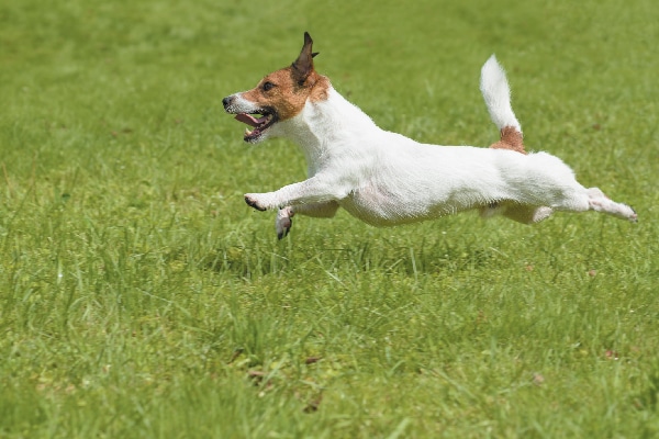 Russell Terrier jumping and running in grass.