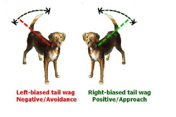 Dog tail-wagging signals. 