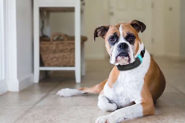 Wagz is a smart collar that tracks a few different things about your dog.