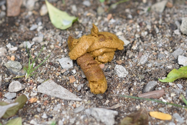 yellow stuff in dog poop