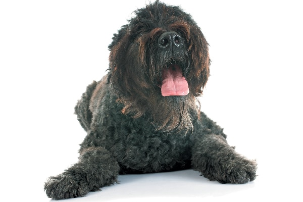 Dog lying down with tongue out, happy. 