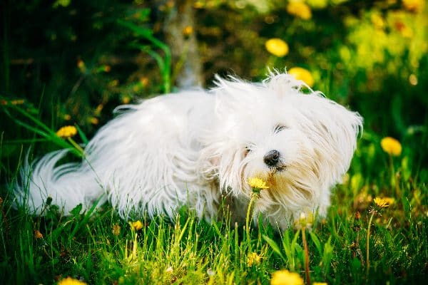 A dog sniffing and itching in a field of flowers and grass.