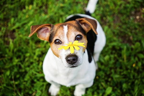 A dog with a flower on his nose. 