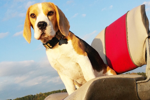 Beagle. 