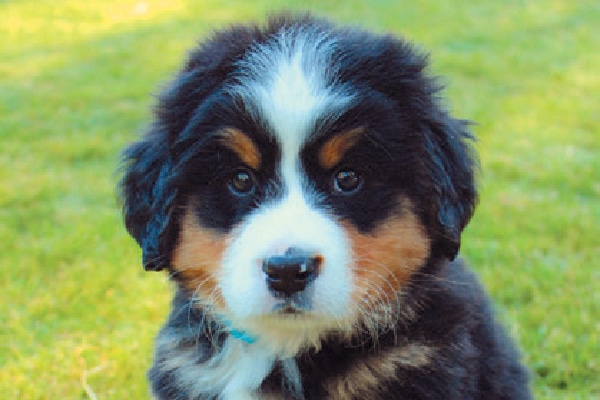  Bernese Fjellhund valp. 