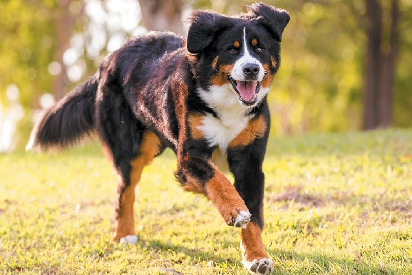 considerations before choosing a bed for a Bernese Mountain Dog