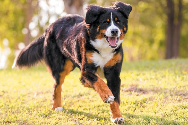 average size of bernese mountain dog