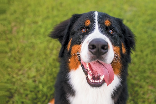 Berner Sennenhund. 