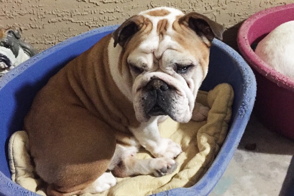 Bulldog