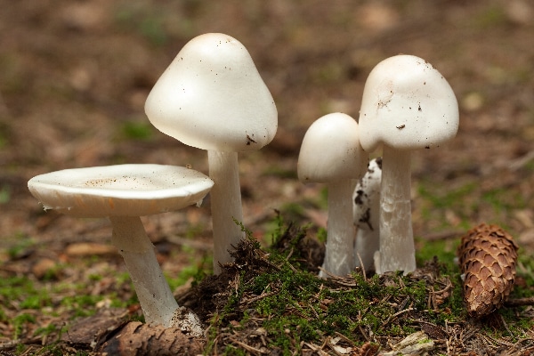 Mushrooms. 