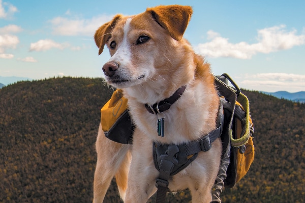 Dog hiking with hiking gear on.