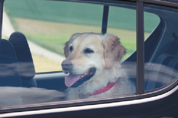 Dog in a hot car.
