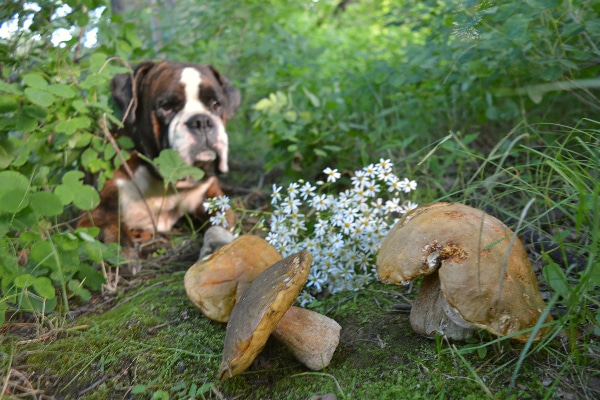 A dog outside looking at wild mushrooms.