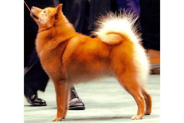 Finnish Spitz.