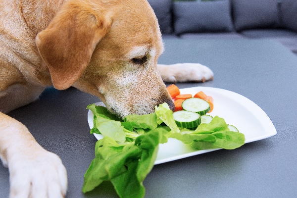 Lab dog eats cucumbers, carrots and lettuce.