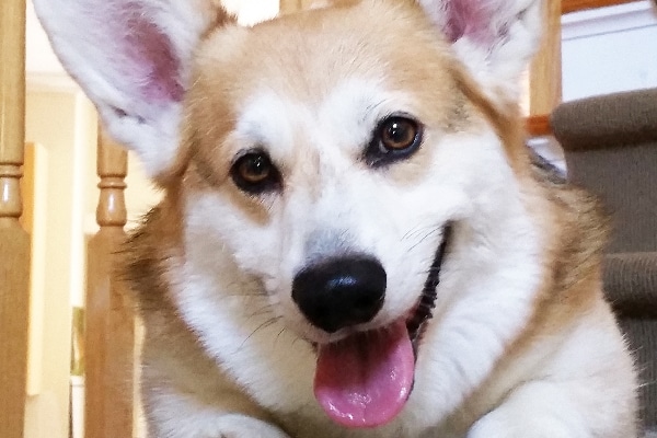 Training the Pembroke Welsh Corgi – Dogster