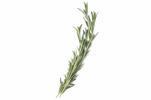 Rosemary plant. 