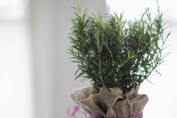 Rosemary plant.