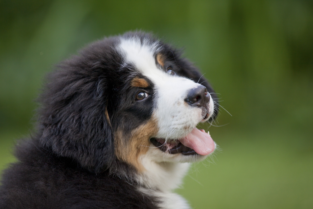 bernese mountain puppy in the garden