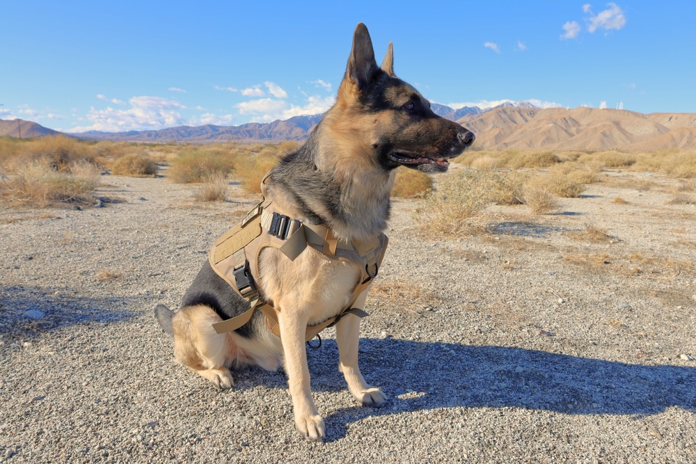 german shepherd wearing harness