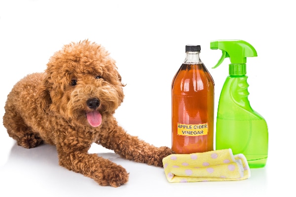 dog ear mites home remedy apple cider vinegar