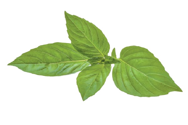 Basil.