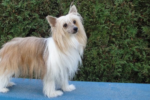 Chinese Crested.