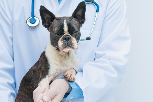 Dog being held by vet.