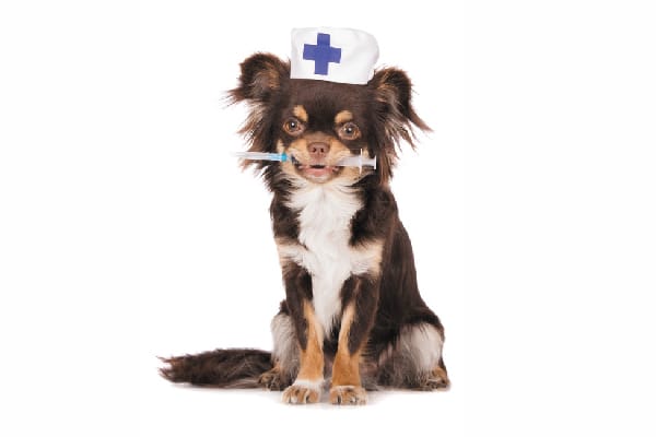 Dog holding a vaccine or shot with a First Aid hat on.
