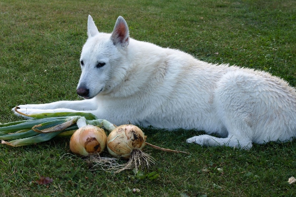dog ate garlic