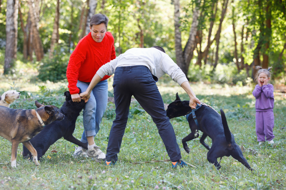 Dogs got into a fight, people calm them down in a city park in summer