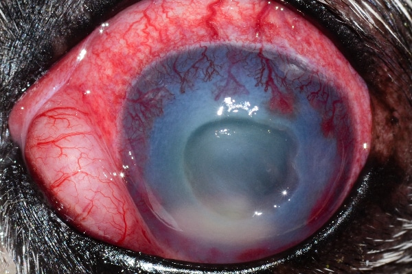 "This is a very deep corneal ulcer in a Boston Terrier," Dr. Alario says. "As we discussed these breeds are at very high risk of ulceration and often get complicated (infected). This photo shows a large central divot on the cornea indicated a good amount of the stroma was lost. There is significant redness to the sclera (white of the eye) and blood vessels growing into the cornea to heal it. Photography courtesy Dr. Anthony Alario.