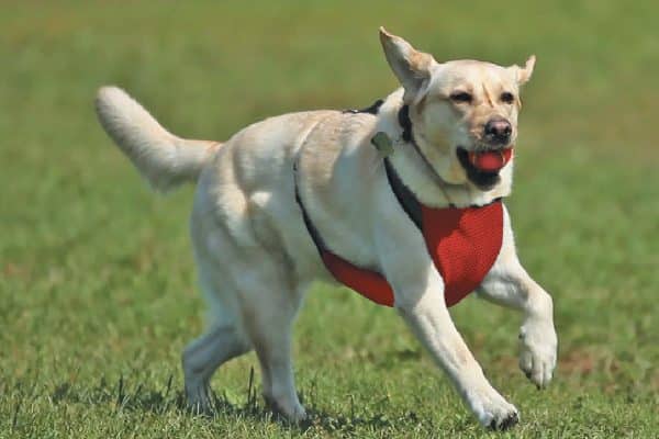 Kumfy Tailz cooling harness (kumfytailz.com).