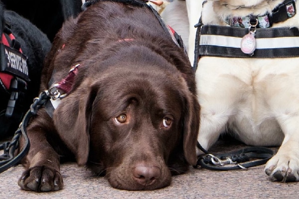 most popular service dogs