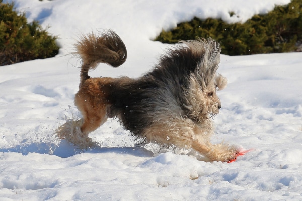 small lion dog