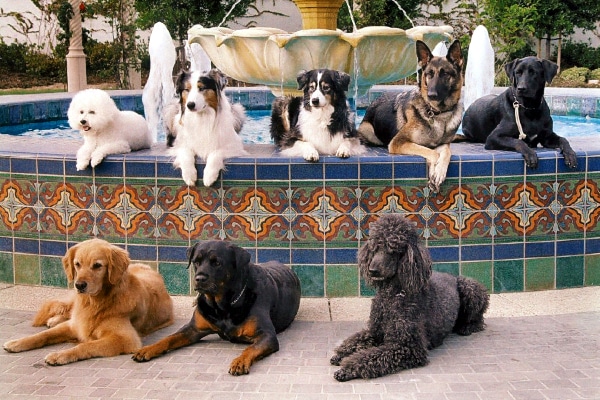 Service Dog Breeds