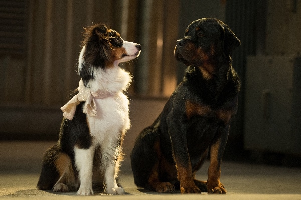 Dug Up At Dogster Premiere Of The Movie Show Dogs
