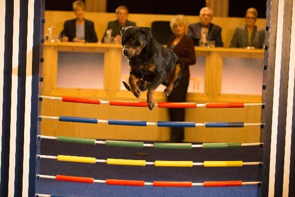 Show Dogs Rottweiler jumping.