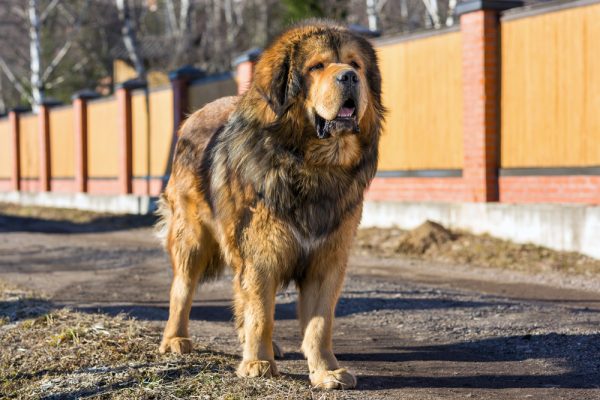 Tibetan Mastiff on the road